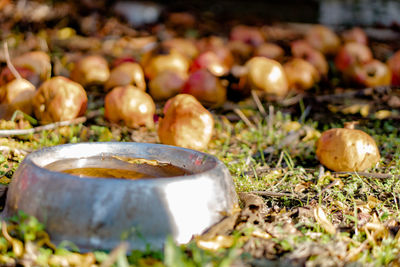 Close-up of fruits growing on field