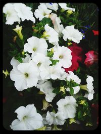 Close-up of white flowers