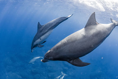 Indian bottlenose dolphin