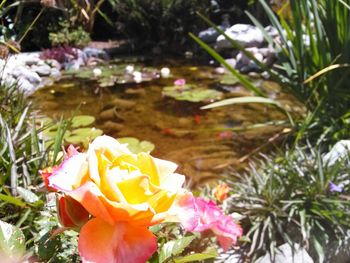 Close-up of pink rose blooming outdoors