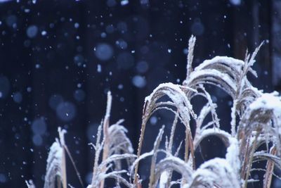 Close-up of frozen plants