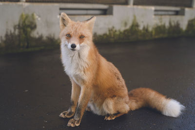 Cute northern fox - fox park in kitami city, hokkaido