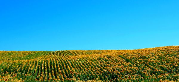 Scenic view of agricultural field against clear blue sky