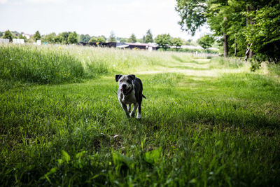 Dog in a field