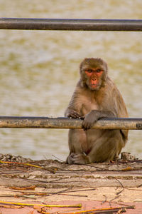 Monkey sitting on railing