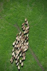 High angle view of stones on field