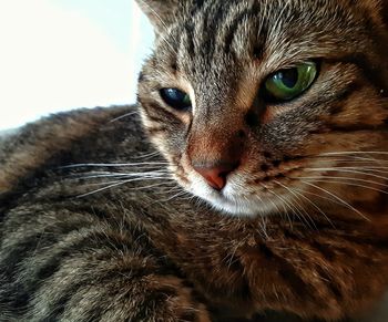 Close-up portrait of a cat