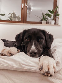 Close-up portrait of dog resting at home