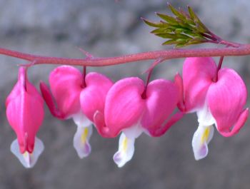 Close-up of pink flowers