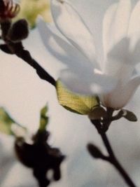 Close-up of insect on flower