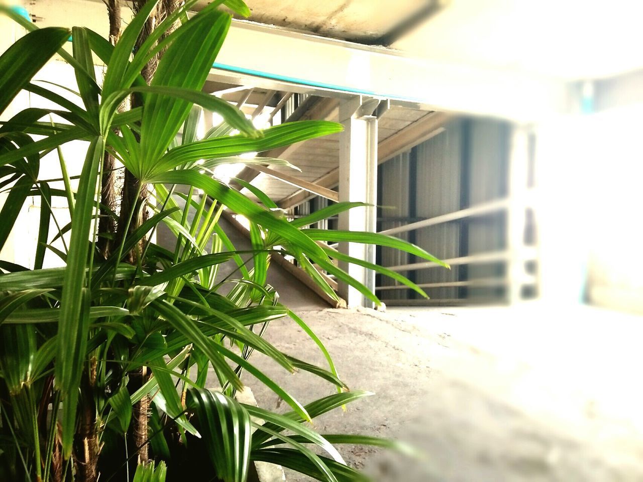 CLOSE-UP OF PLANT IN FRONT OF BUILDING