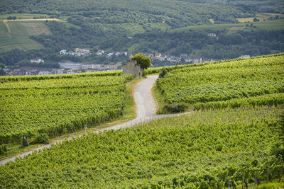 Beautiful wineries in the summer season of western germany, visible road between rows of grapes.