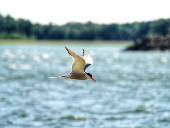 Seagull flying over sea