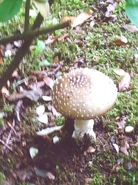 Close-up of mushroom in forest