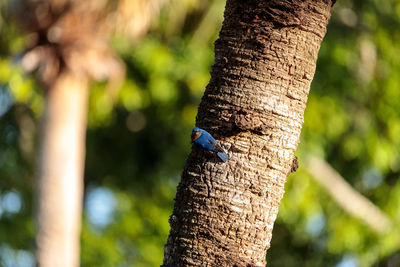 Eastern bluebird sialia sialis perches on a pine tree in naples, florida