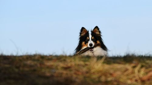 Dog on field against clear sky