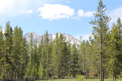 Panoramic view of pine trees in forest against sky