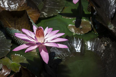 Close-up of lotus water lily in pond