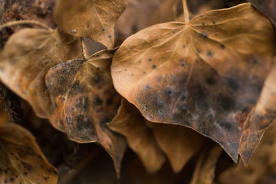 Close-up of dry leaves