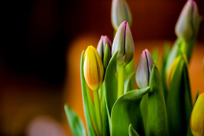 Close-up of tulip