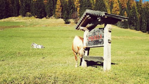 Horse on field