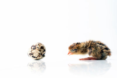 Close-up of two birds over white background