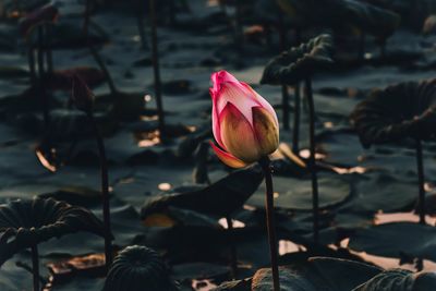 Close-up of pink water lily in lake