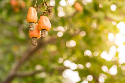 Close-up of orange fruit on tree