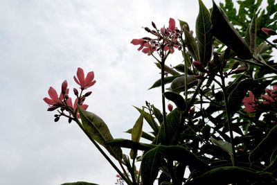 Close-up of pink flowering plant against sky