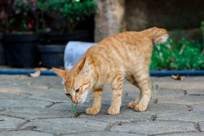 Cat lying on footpath