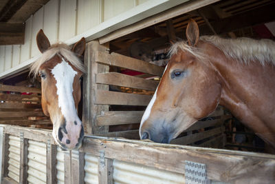 Close-up of draft horses, elkhart county fair, goshen indiana