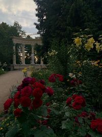 Red flowering plants in garden