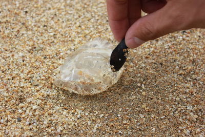 Close-up of hand holding seashells on beach