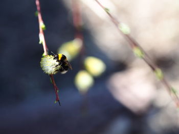 Close-up of insect on flower