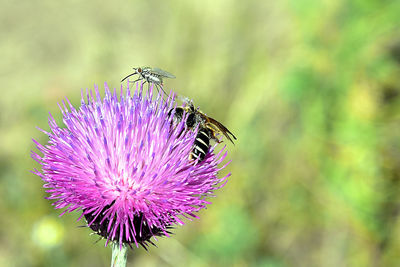 Close-up of insect on purple flower