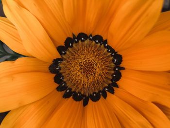 Close-up of orange flower pollen