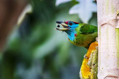 Close-up of parrot perching on tree