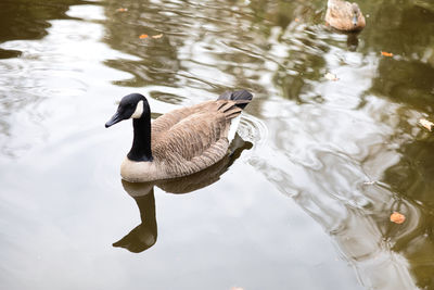 High angle view of duck swimming in lake