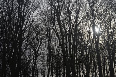 Low angle view of silhouette trees in forest against sky