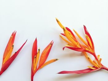 Close-up of orange flower over white background