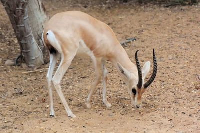 Side view of horse standing on field