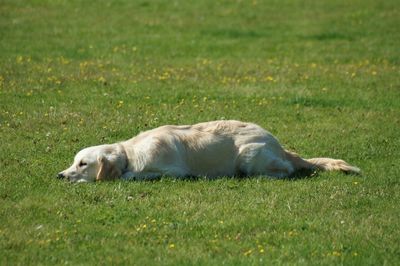 Lion resting on a field