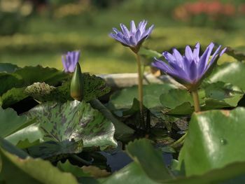 Close-up of purple water lily in lake