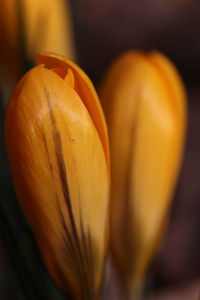 Close-up of orange flower