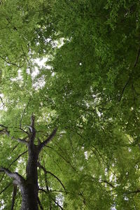 Low angle view of trees in forest