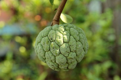Close-up of fresh green fruit