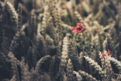 Close-up of red flowers