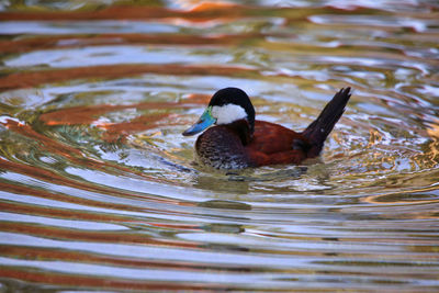 Close-up of duck swimming in lake