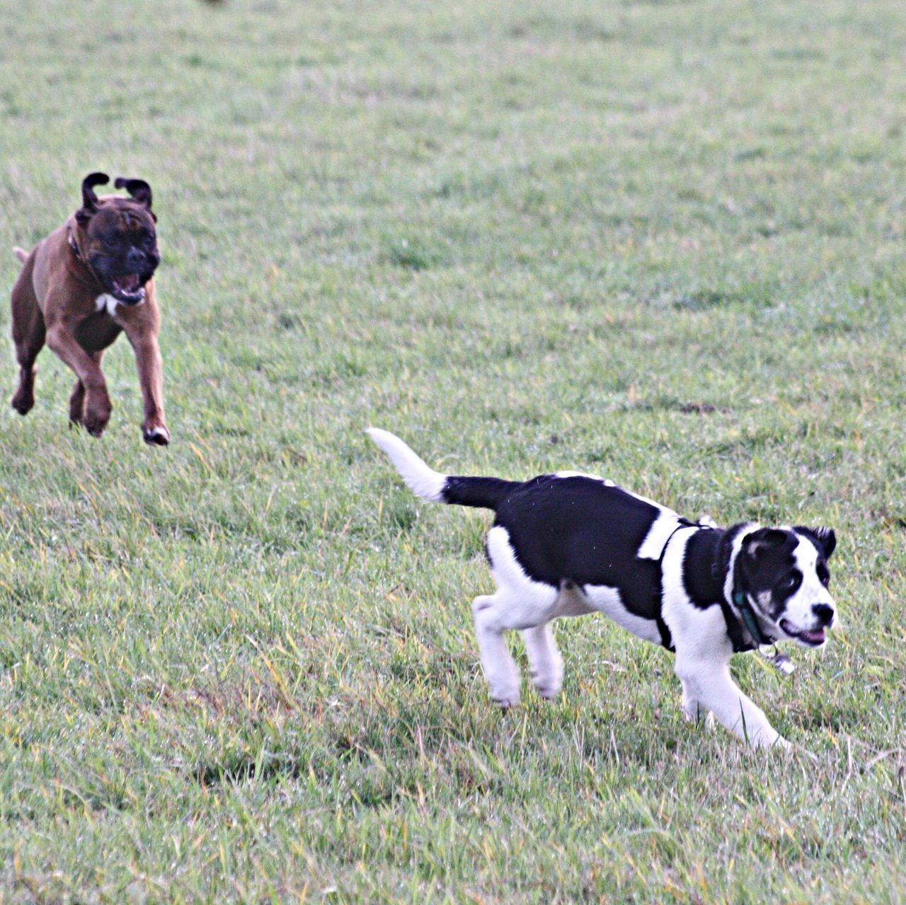 grass, domestic animals, animal themes, field, grassy, dog, pets, mammal, one animal, green color, two animals, nature, running, landscape, day, black color, outdoors, grass area, growth, no people