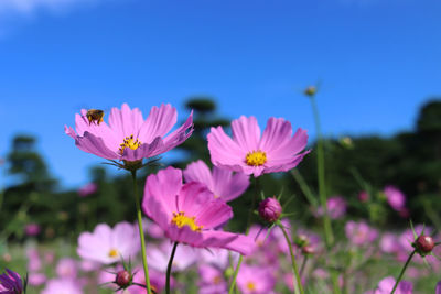 Close-up of pink flowering plants against blue sky